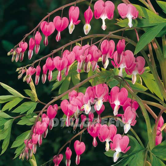 Bleeding Heart Dicentra Spectabilis - Plant Information