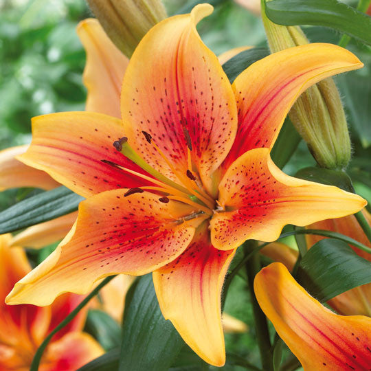 Hardy Lilies First Crown - Planting Information - TotalGreen Holland