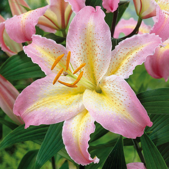 Hardy Lilies Pink Mystery - Plant Information - TotalGreen Holland