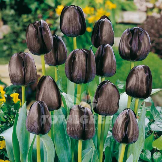 Tulips Triumph Queen of Night TotalGreen Holland - Flower Bulbs