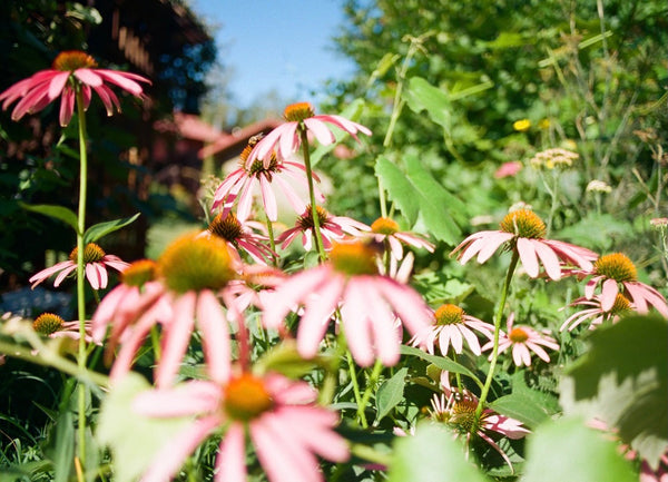 Echinacea purpurea blooming in an herb garden