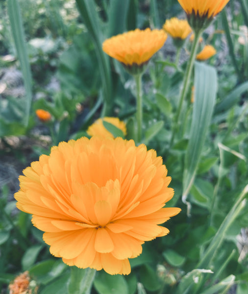 Calendula flowers blooming in a permaculture herb garden