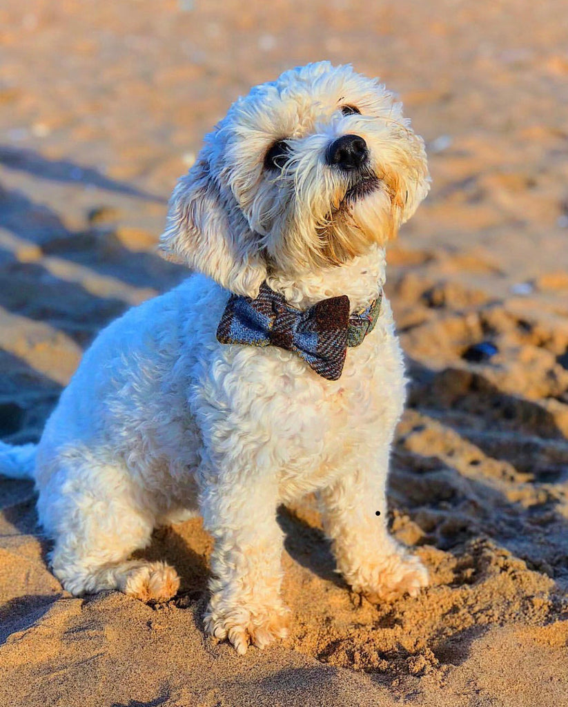 dog dickie bow tie