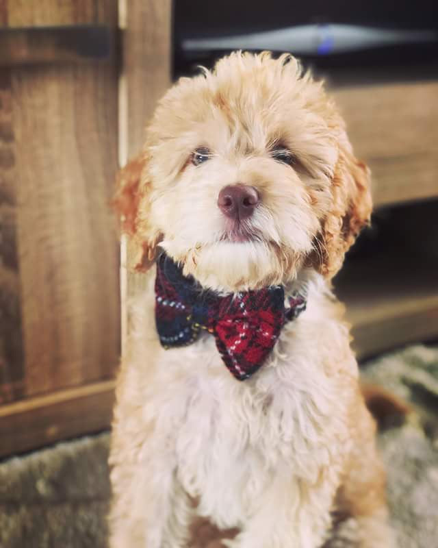 dog dickie bow