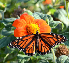 Monarch Butterfly on Mexican Sunflower Tithonia Flower