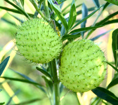Hariy Balls Milkweed Gomphocarpus physocarpus Family Jewels Milkweed