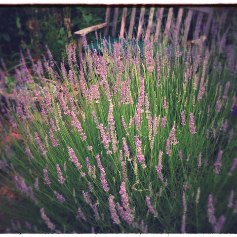 Provence Lavender in the herb garden. Lavandula x intermedia Provence Lavender