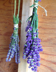 English Lavander in the drying shed. Lavandula angustifolia English Lavender