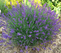 English Lavender Lavandula angustifolia in the herb garden. 