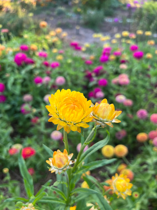 Strawflower Seed, Helichrysum Mixed Peach and Apricot Shades