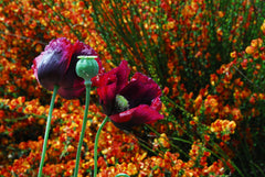 Breadbox Poppy Flowers in the Garden