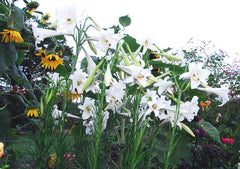 Formosa Lily in the flower garden