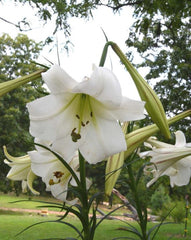 Formosa Lily, Lilium formosanum