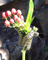Monarch Caterpillars Feeding On Milkweed Plant