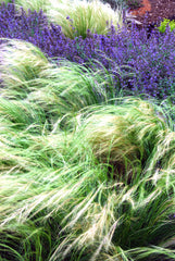 Stipa Grass Mexican Feather Grass 
