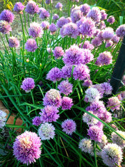 Chive blooms in the Spring Garden