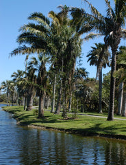 Palm Lagoon at Fairchild Tropical Botanic Garden