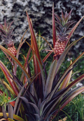 Pineapple Plant in bloom at Coral Castle Homestead, Florida