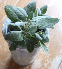 Sage- Great for Container Grown Herb Gardens