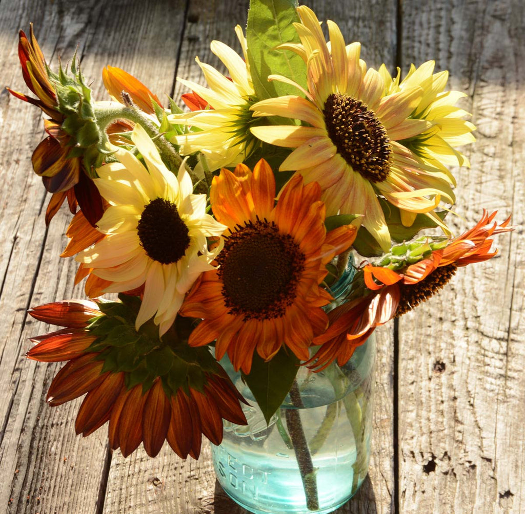 Sunflower Seeds Mixed Sunflowers Great For Cut Flower Garden and Bee F ...