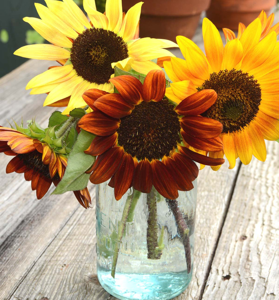 Autumn Beauty Sunflower Seeds, Heirloom Sunflowers in Mixed Colors, Gr ...