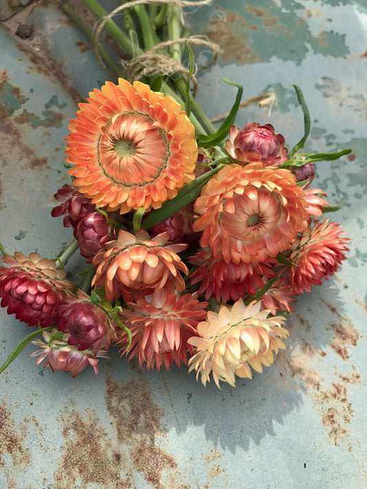 Strawflower Apricot Mix – Floret Flower Farm