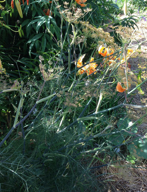 Bronze Fennel Seeds Foeniculum vulgare Butterfly Garden Host Plant