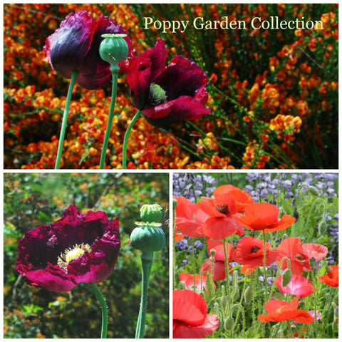 Poppy Seed Collection, Easy to Grow Poppy Garden Seeds, 4 ...