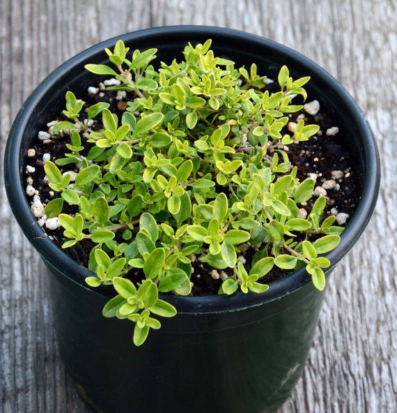 thyme plant