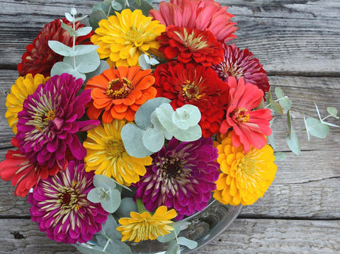 growing zinnia from seed indoors