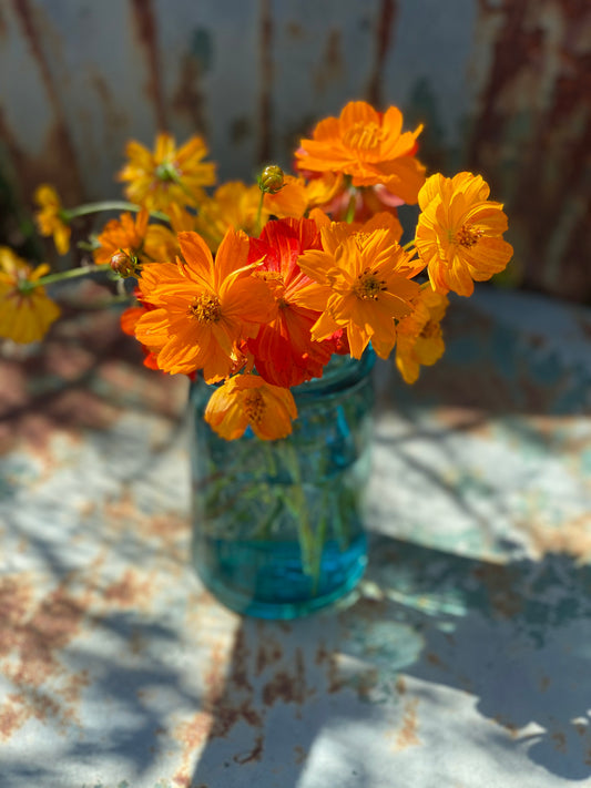 Strawflower Seed, Helichrysum Mixed Peach and Apricot Shades