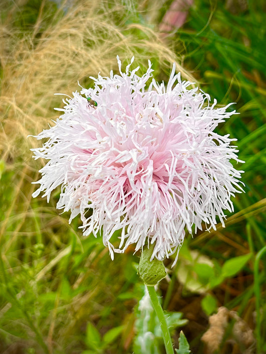 Peony Seeds 200+ Mixed Color Peony Poppy Seeds Black, Purple, Pink Poppy Peony Seeds - Giant Double Flower Seeds