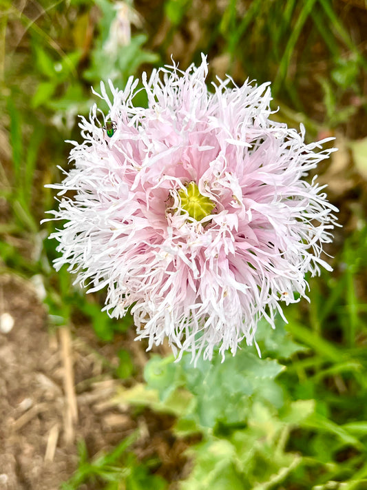 Peony Seeds 200+ Mixed Color Peony Poppy Seeds Black, Purple, Pink Poppy Peony Seeds - Giant Double Flower Seeds