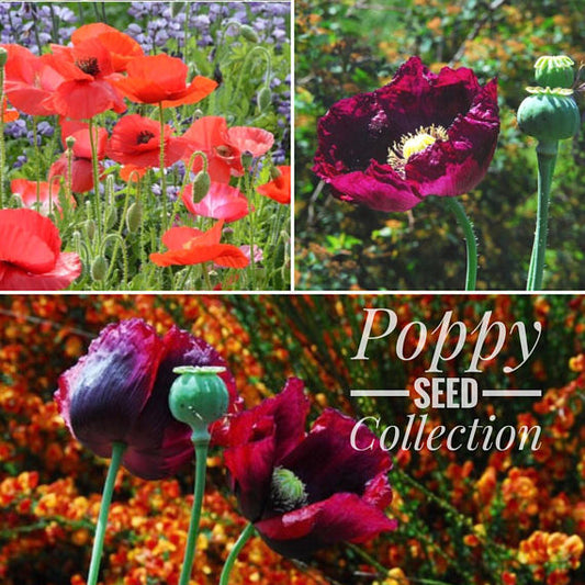 Peony Seeds 200+ Mixed Color Peony Poppy Seeds Black, Purple, Pink Poppy Peony Seeds - Giant Double Flower Seeds