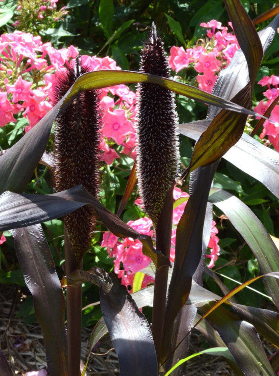 Purple Millet Seeds, Dark Purple Millet Great for Cut Flowers and Dri