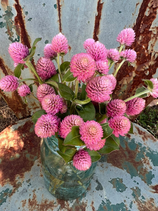 White Gomphrena Seeds, Easy to Grow Globe Amaranth for Cut Flowers