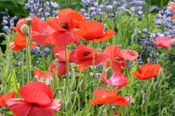 Shirley Poppies in Mixed Colors Wildflower Garden Favorite