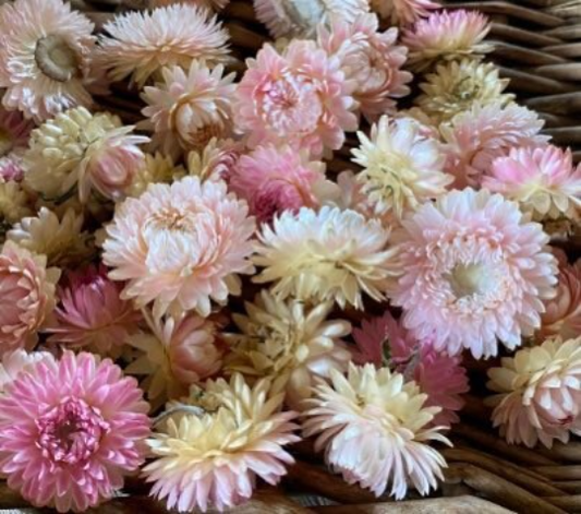 Vintage White' Strawflower – Experimental Farm Network Seed Store