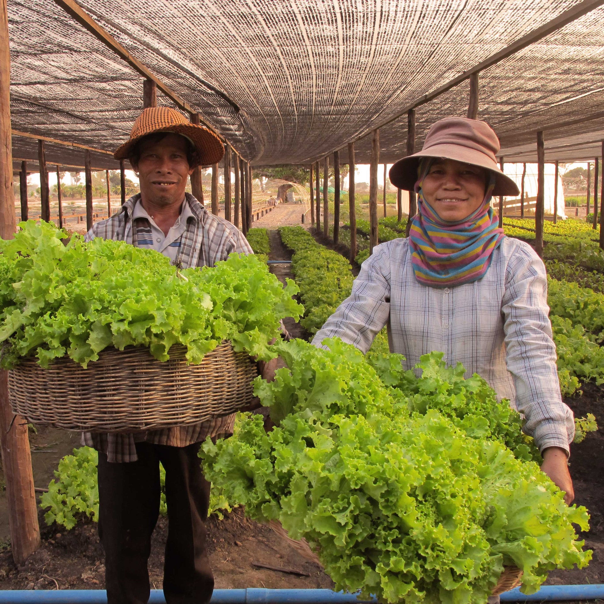 happy farm in cambodia