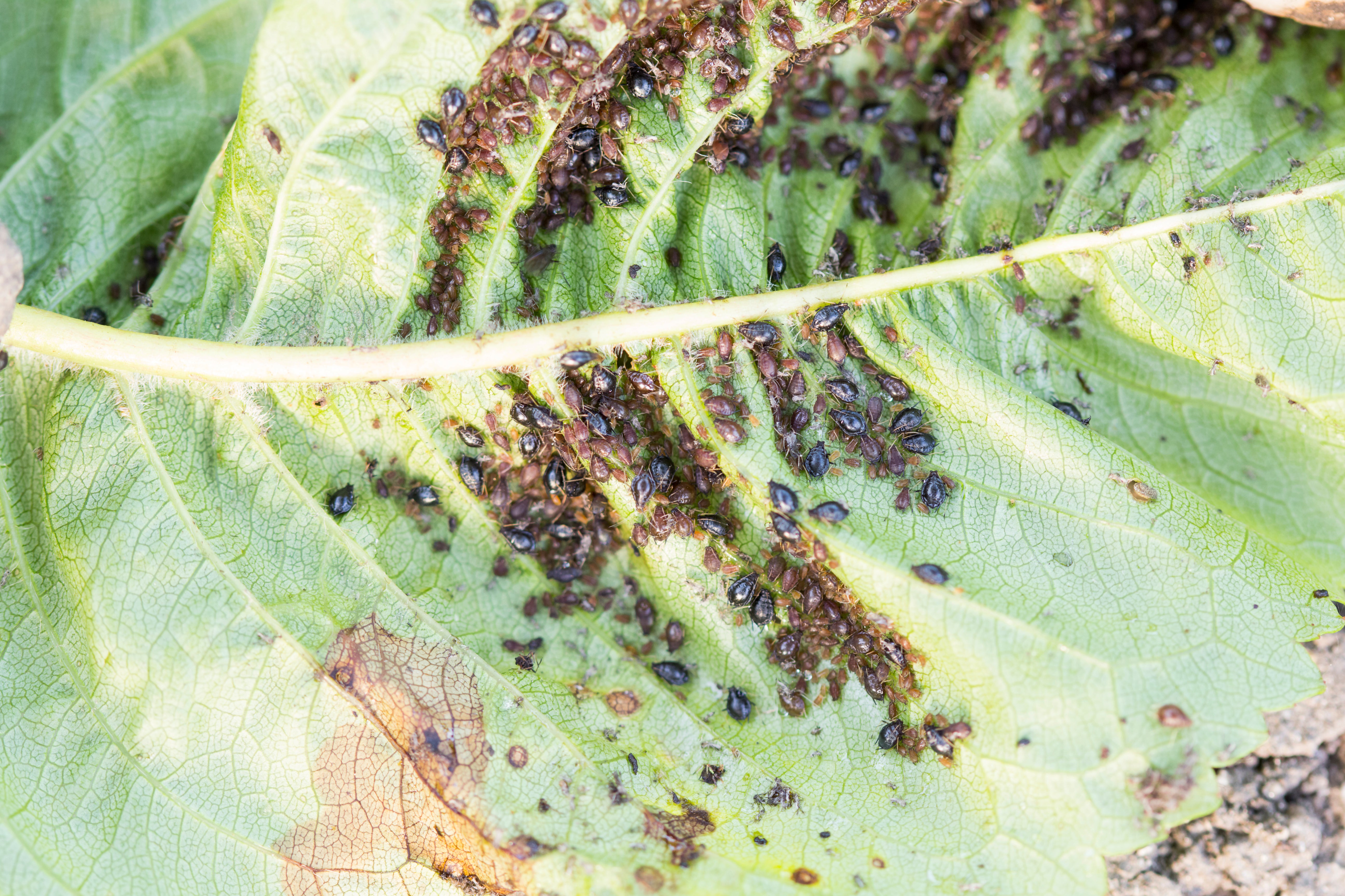 black aphids