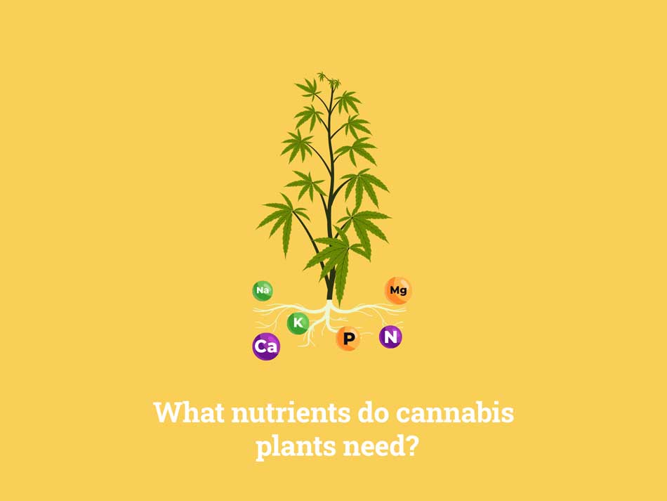 What nutrients do cannabis plants need