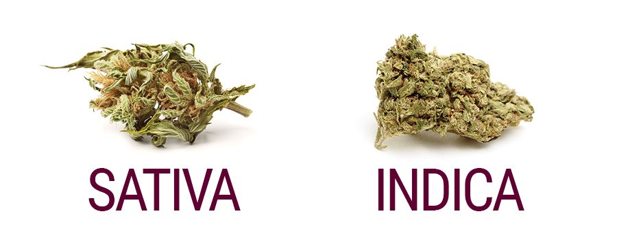 sativa vs. indica cannabis flower