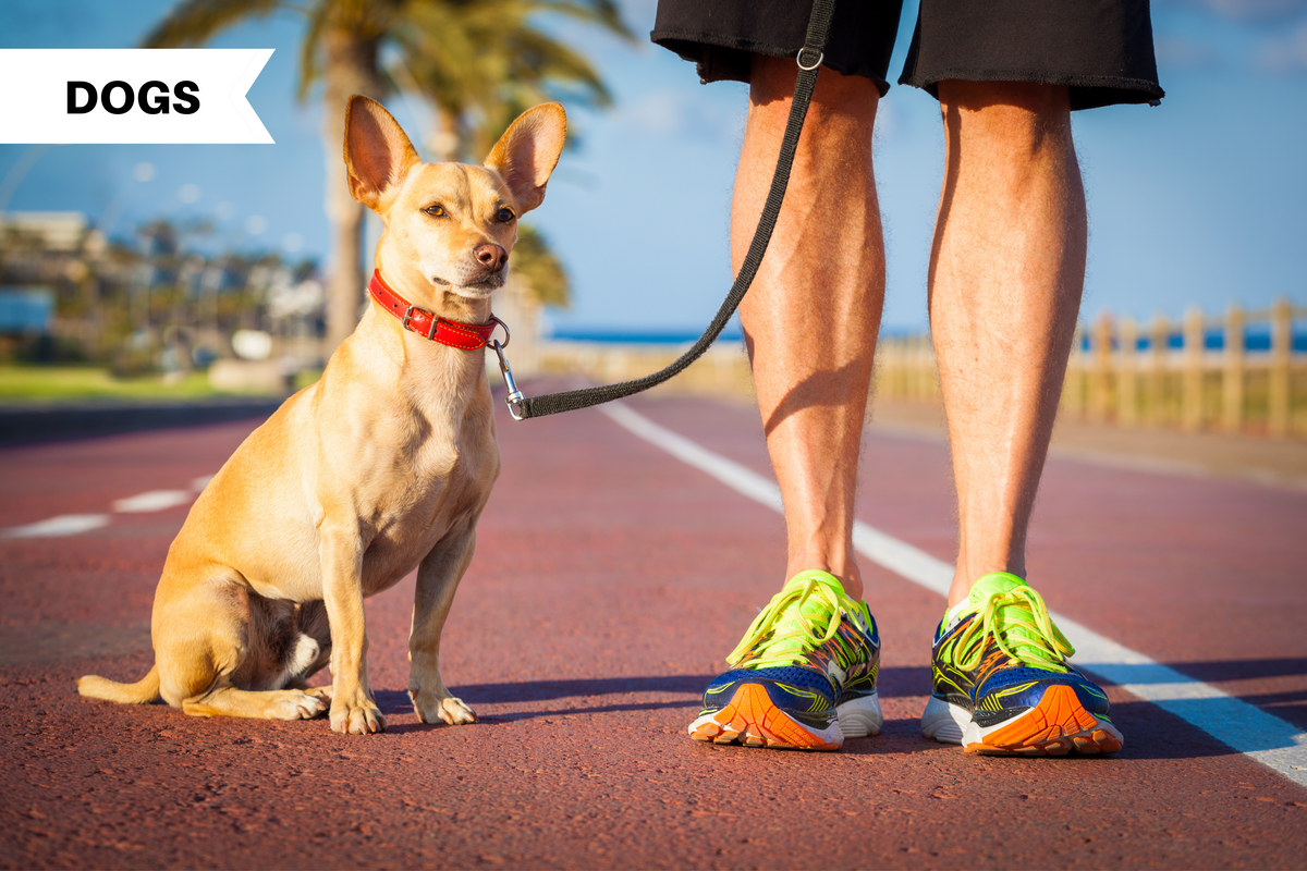 The 10 Best Dogs for Runners Top Running Dogs to Adopt and Breeds to Illumiseen