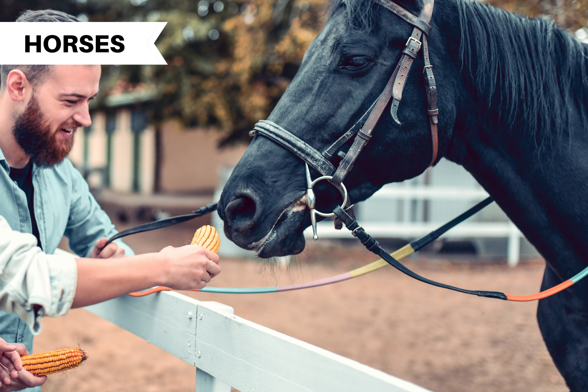 are horse treats safe for dogs