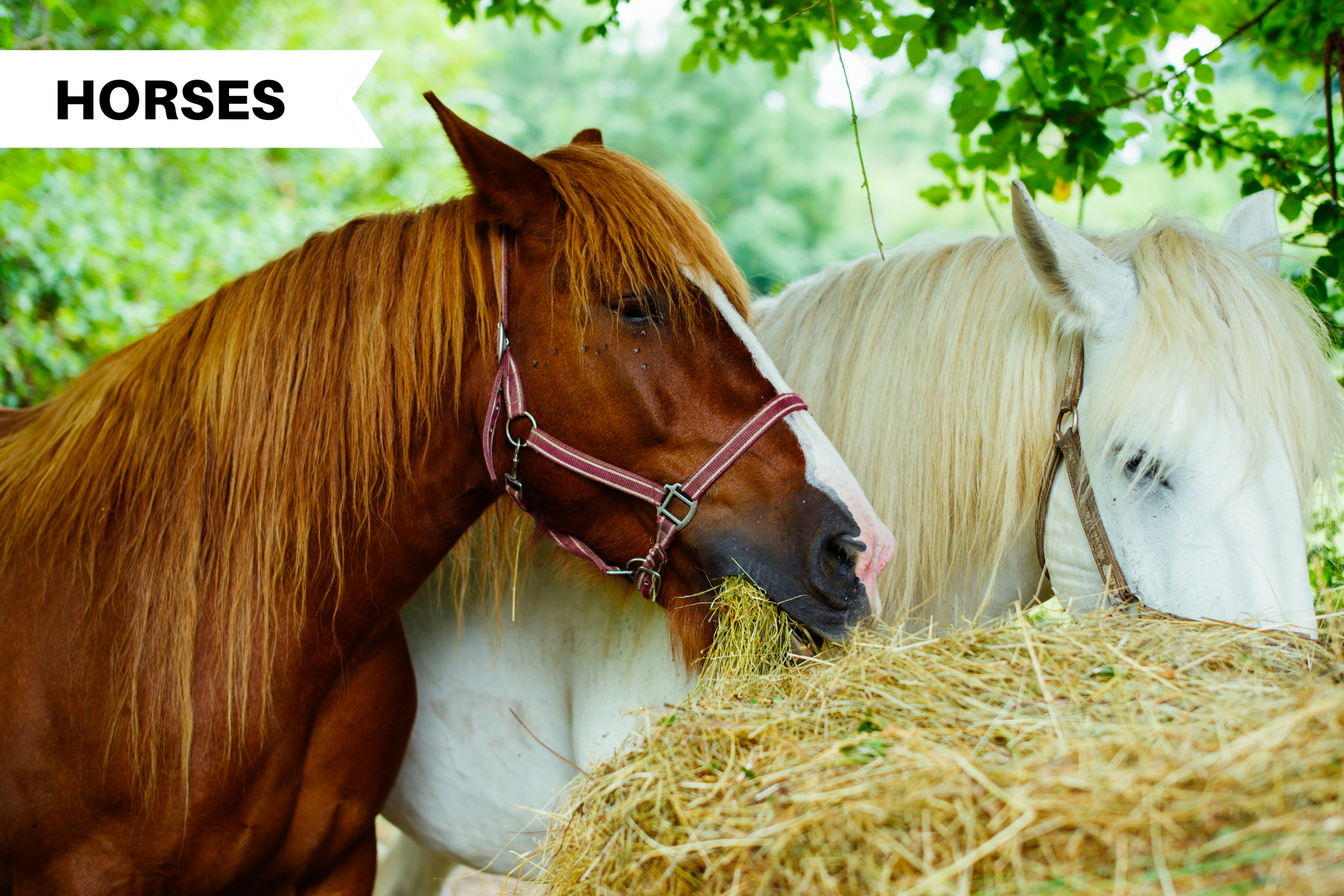 Preventing Horse Bolting — Here's How to Slow a Horse That Eats Too Fast