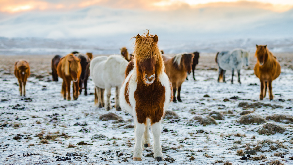 Group of Horses during snow