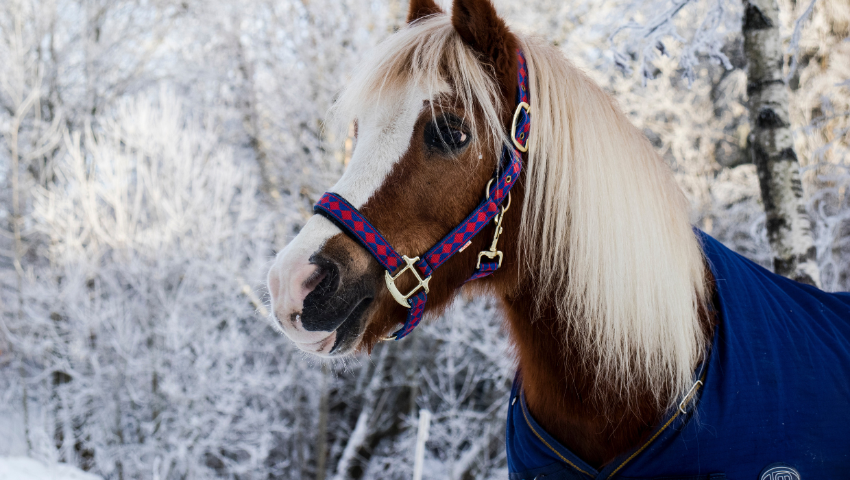 Horse in a blanket