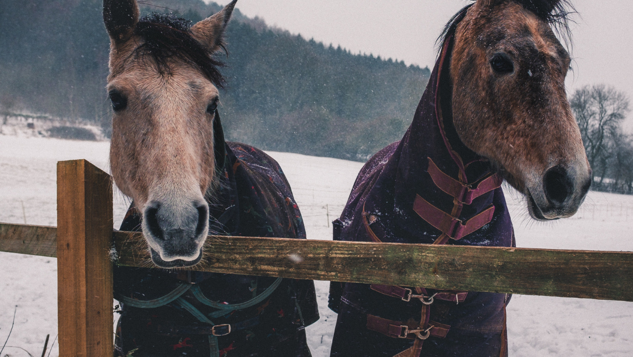 Horse in a blanket