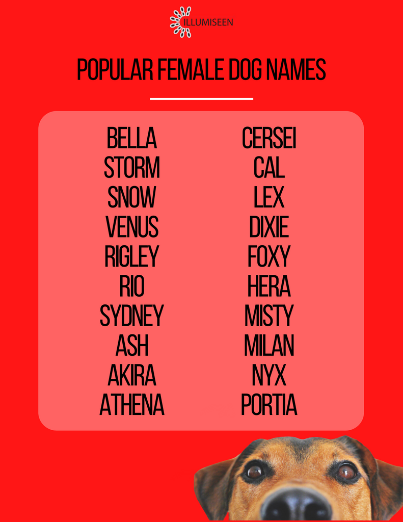 Popular Female Dog Names