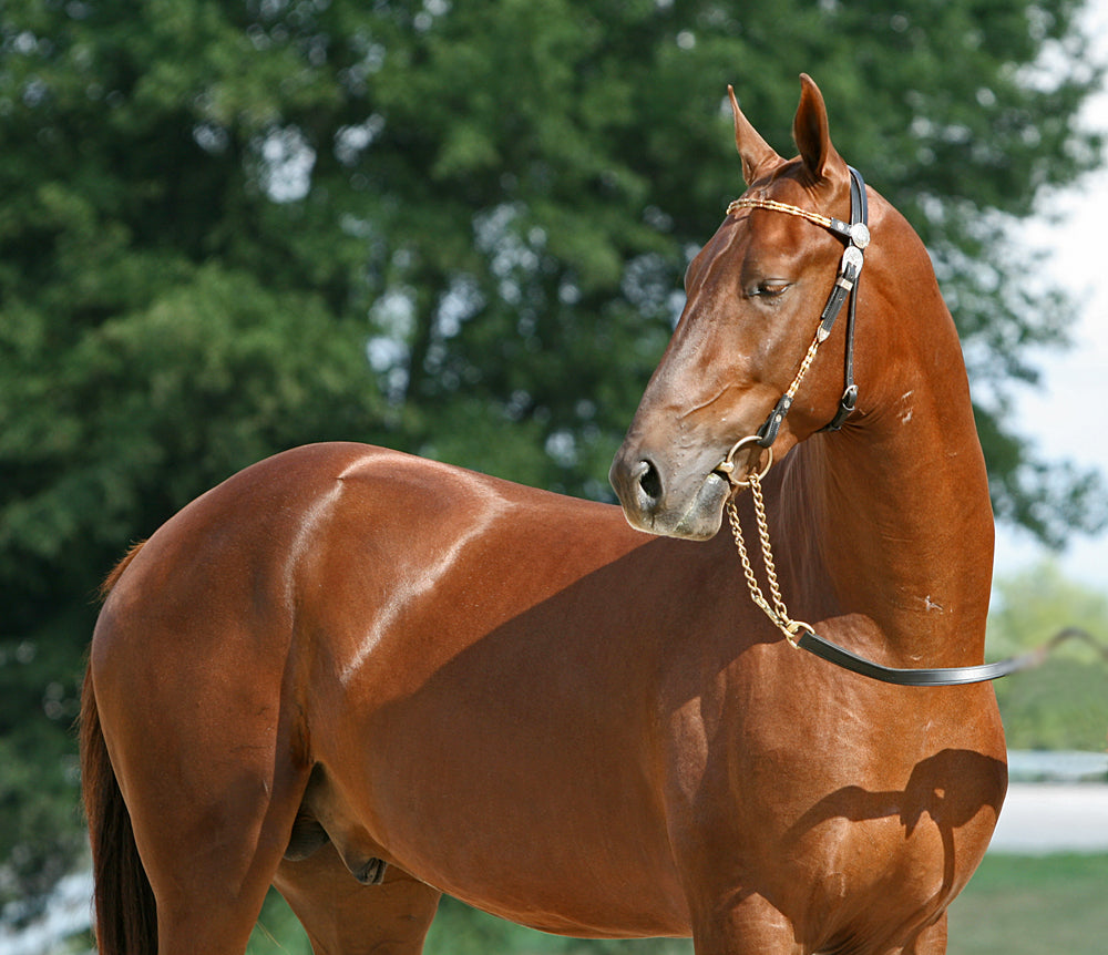 Akhal Teke